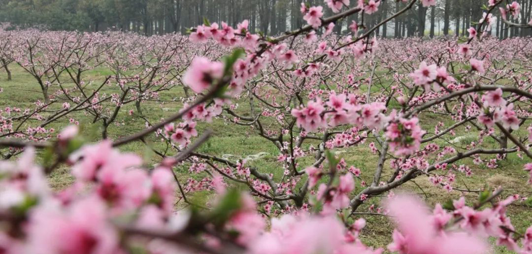 桃花